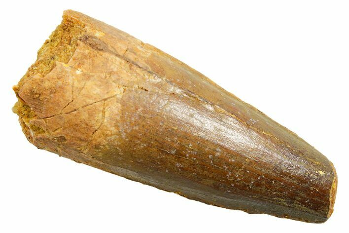 Fossil Spinosaurus Tooth - Feeding Worn Tip #362915